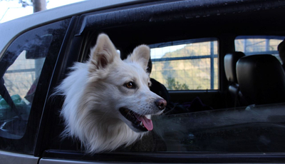 Sicher reisen mit Tieren im Auto