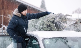 Richtiger Transport vom Weihnachtsbaum
