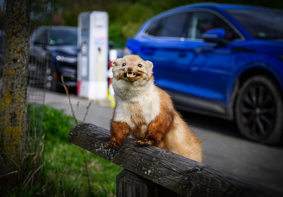 Marders Lieblingsspeise: Kabel und Schläuche