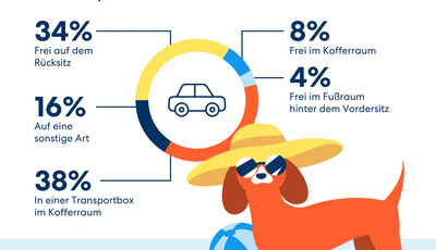 Richtige Sicherung des Vierbeiners im Auto