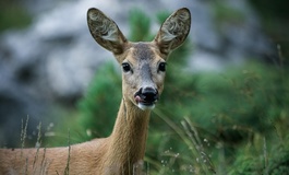 Gefahr von Wildunfällen steigt